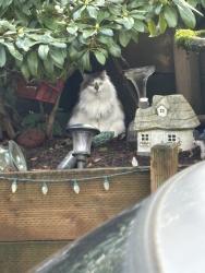 Lost Female Cat last seen Near SW 43rd ave, Portland, OR 97201