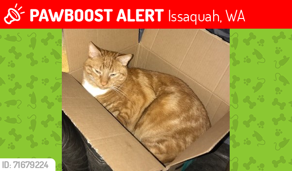 Lost Male Cat last seen Between 24th and 25th Ave, Issaquah, WA 98029