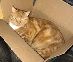 Lost Male Cat last seen Between 24th and 25th Ave, Issaquah, WA 98029