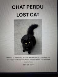Lost Female Cat last seen Bates, Montréal, QC 