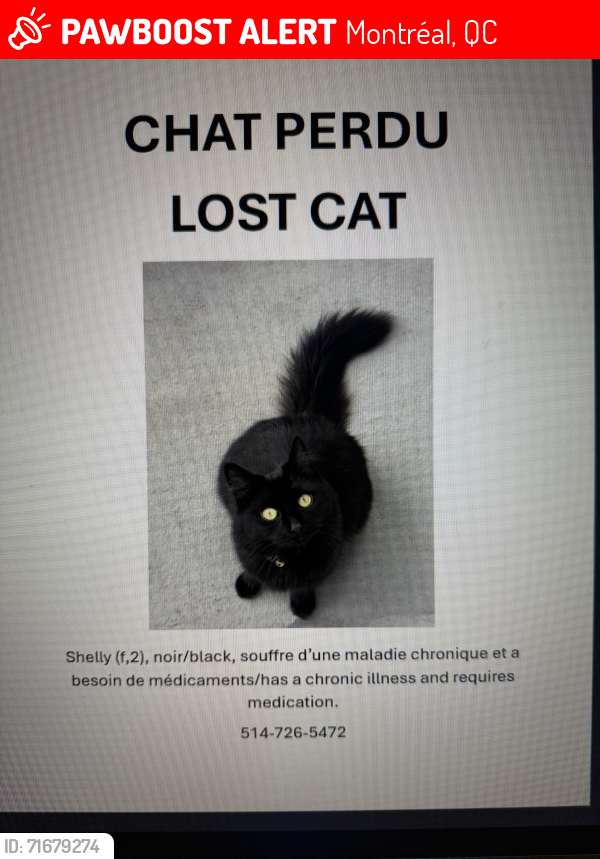 Lost Female Cat last seen Bates, Montréal, QC 