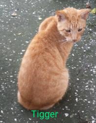 Lost Male Cat last seen Four Oaks and Gunn Highway, Tampa, FL 33624
