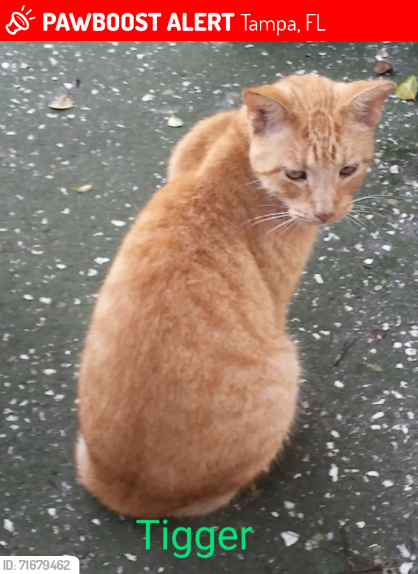 Lost Male Cat last seen Four Oaks and Gunn Highway, Tampa, FL 33624