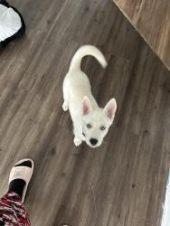 Reunited Female Cat last seen Near Walnut Hill Ln ,Dallas Tx 75238, Dallas, TX 75238