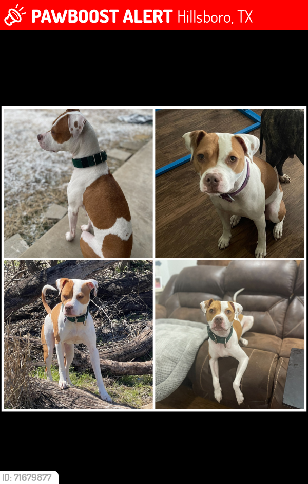 Lost Female Dog last seen Waco Street, Hillsboro, TX 76645