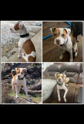 Lost Female Dog last seen Waco Street, Hillsboro, TX 76645