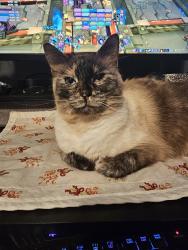 Lost Female Cat last seen 26th and dogwood area, Cornelius, OR 97113