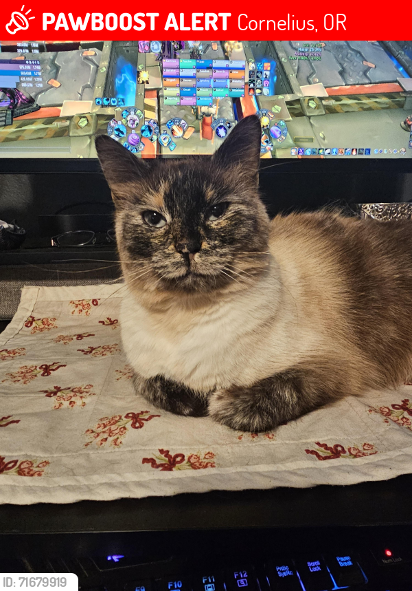 Lost Female Cat last seen 26th and dogwood area, Cornelius, OR 97113