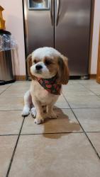 Lost Male Dog last seen Torrence siblings, Calumet City, IL 60409