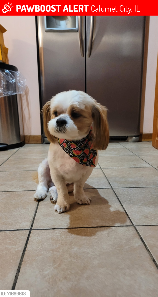 Lost Male Dog last seen Torrence siblings, Calumet City, IL 60409
