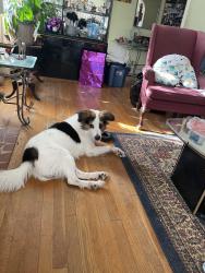 Lost Male Dog last seen Ogburn Street, Winston-Salem, NC 27105