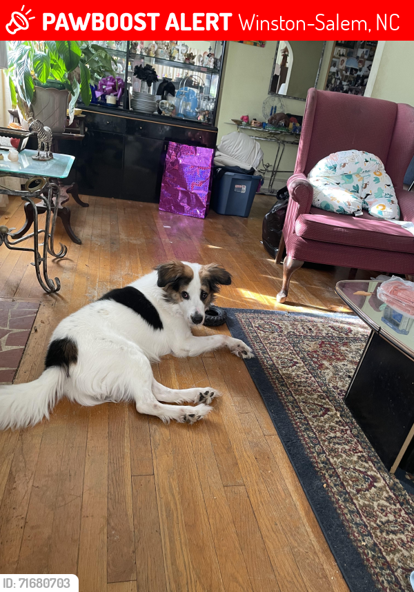 Lost Male Dog last seen Ogburn Street, Winston-Salem, NC 27105