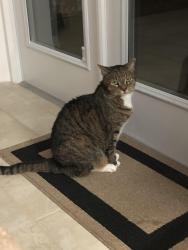 Lost Male Cat last seen Indigo Drive, Daytona Beach, FL 32114