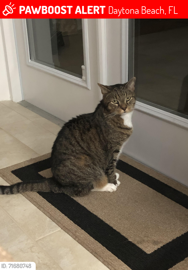 Lost Male Cat last seen Indigo Drive, Daytona Beach, FL 32114