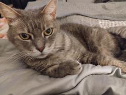Lost Female Cat last seen Four seasons and Spring Trail, Palm Beach Gardens, FL 33410