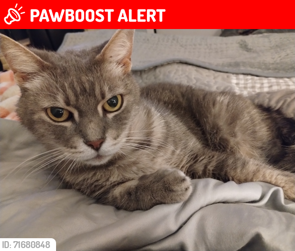Lost Female Cat last seen Four seasons and Spring Trail, Palm Beach Gardens, FL 33410
