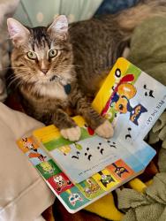 Lost Male Cat last seen Cooper’s Christmas Tree Farm , Braselton, GA 30517