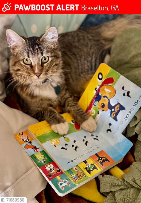 Lost Male Cat last seen Cooper’s Christmas Tree Farm , Braselton, GA 30517