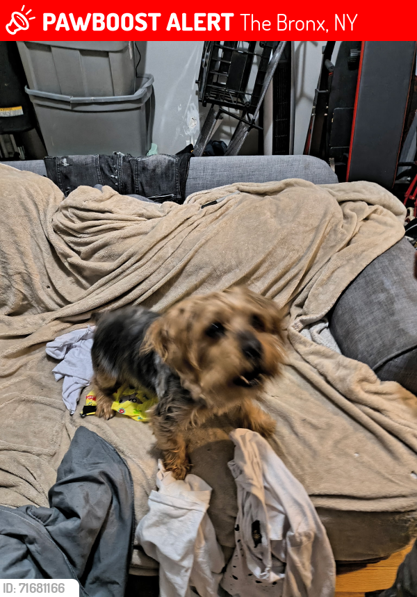 Lost Male Dog last seen Intervale Avenue , The Bronx, NY 10456