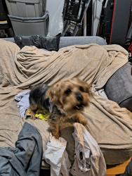 Lost Male Dog last seen Intervale Avenue , The Bronx, NY 10456