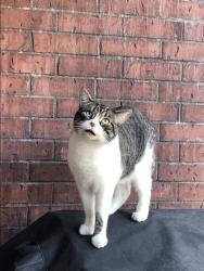 Lost Male Cat last seen Assumption blvd and Sherbrooke est, Montréal, QC H1M 3W2