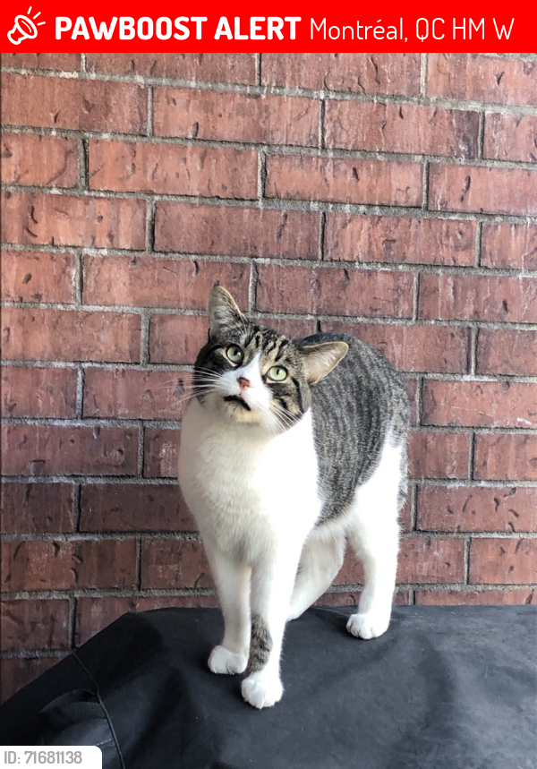 Lost Male Cat last seen Assumption blvd and Sherbrooke est, Montréal, QC H1M 3W2