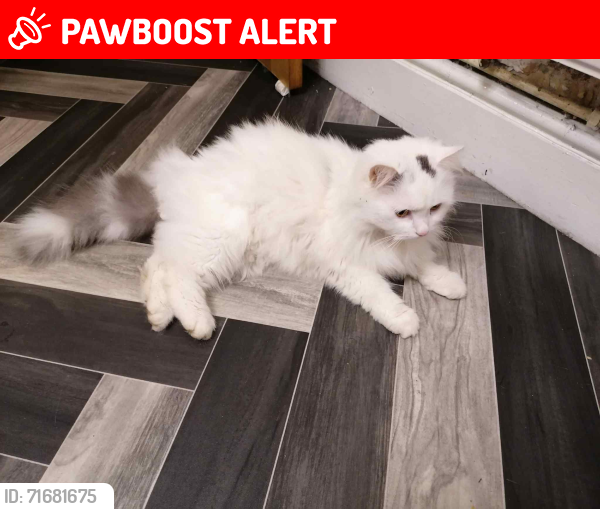 Lost Male Cat last seen Burngreave Road & St. Catherine Church, South Yorkshire, England S3 9GX
