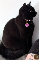 Lost Female Cat last seen Orleans - Avalon & Notting Hill , Ottawa, ON K4A 4M7