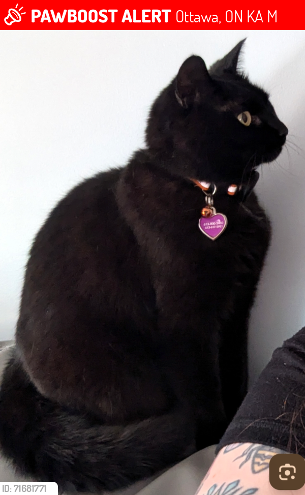 Lost Female Cat last seen Orleans - Avalon & Notting Hill , Ottawa, ON K4A 4M7