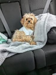 Lost Female Dog last seen Lily Lake and Nancy, Lakemore , Nunda Township, IL 60051
