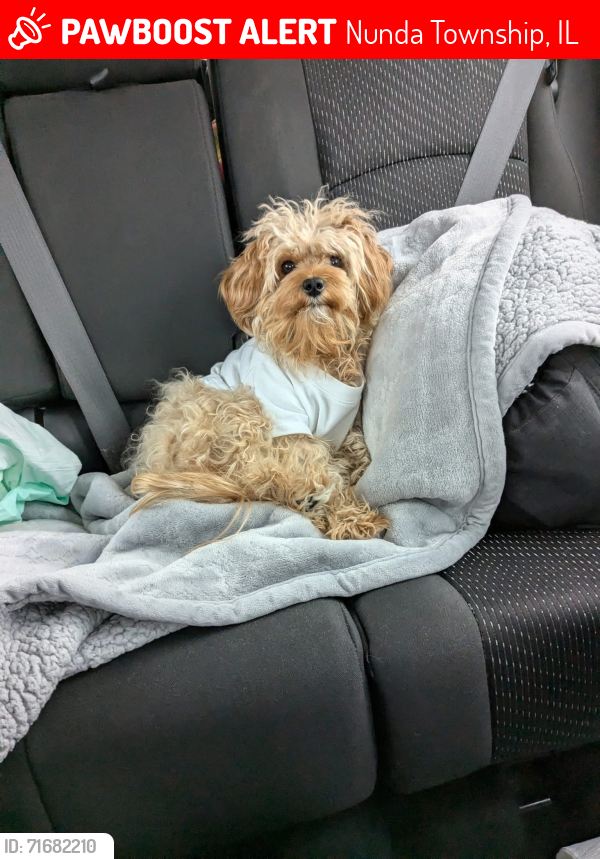 Lost Female Dog last seen Lily Lake and Nancy, Lakemore , Nunda Township, IL 60051