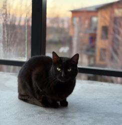 Lost Female Cat last seen Rudell road , Clarington, ON L1B 0W7