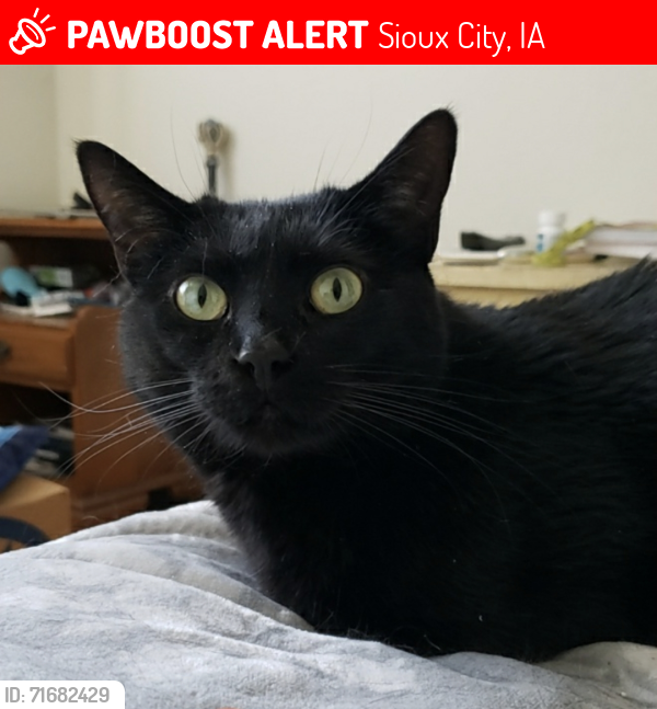 Lost Female Cat last seen Morningside Area near Sarges, Sioux City, IA 51106