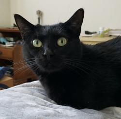 Lost Female Cat last seen Morningside Area near Sarges, Sioux City, IA 51106