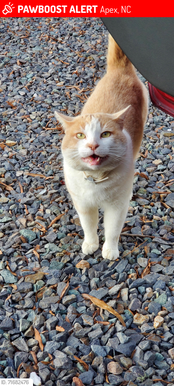 Lost Male Cat last seen Ashley Woods subdivision, Cary, NC 27519