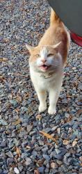 Lost Male Cat last seen Ashley Woods subdivision, Cary, NC 27519