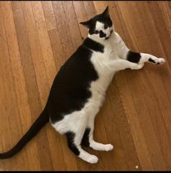 Lost Male Cat last seen 30th Ave S & S College St, Seattle , Seattle, WA 98144