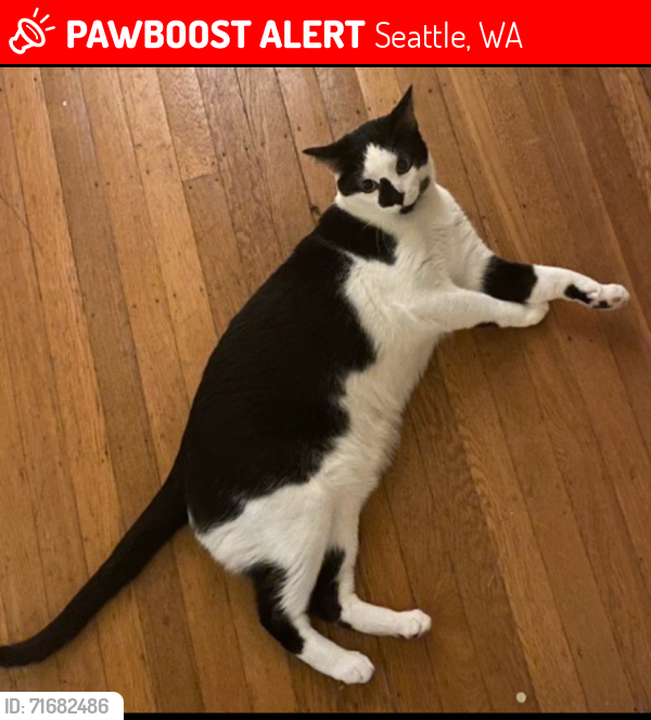Lost Male Cat last seen 30th Ave S & S College St, Seattle , Seattle, WA 98144