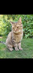 Lost Female Cat last seen Berkshire rd/Little Valley St/Hadar st, Bakersfield, CA 93307