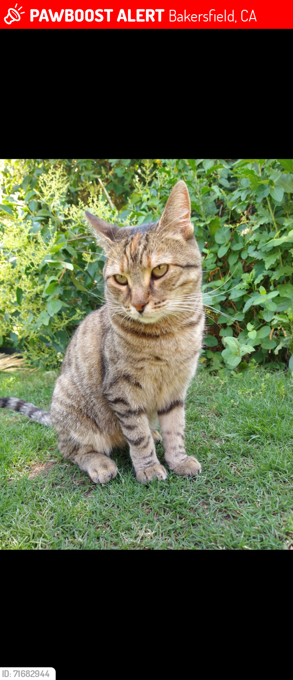 Lost Female Cat last seen Berkshire rd/Little Valley St/Hadar st, Bakersfield, CA 93307