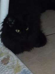 Lost Male Cat last seen Lincoln Hwy and Little Egypt Road, Harrisonville, PA 17228
