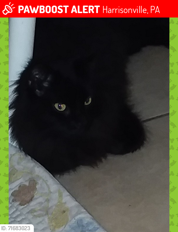 Lost Male Cat last seen Lincoln Hwy and Little Egypt Road, Harrisonville, PA 17228