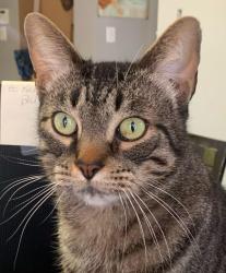 Lost Male Cat last seen Kentra dr & strontium pass, Pflugerville, TX 78660