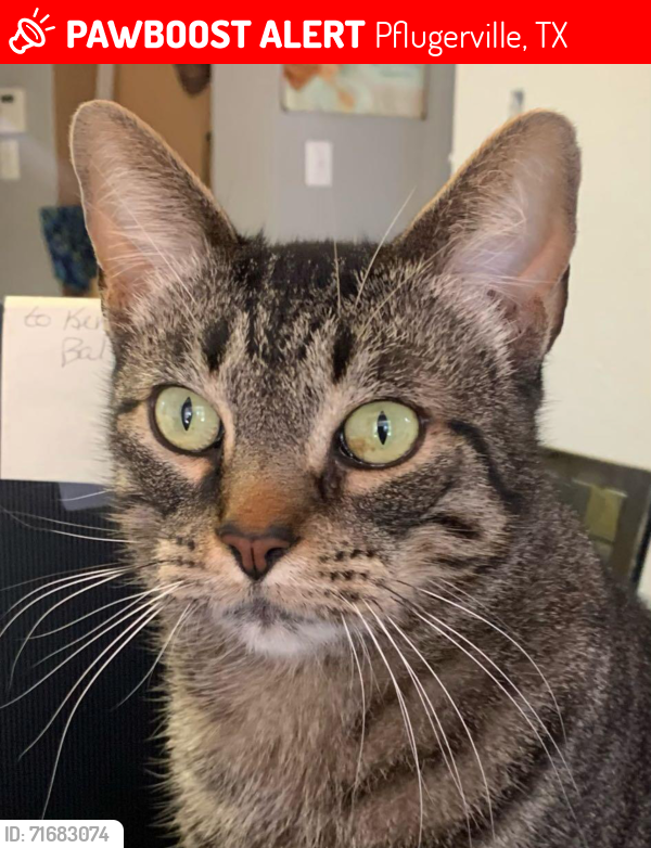 Lost Male Cat last seen Kentra dr & strontium pass, Pflugerville, TX 78660