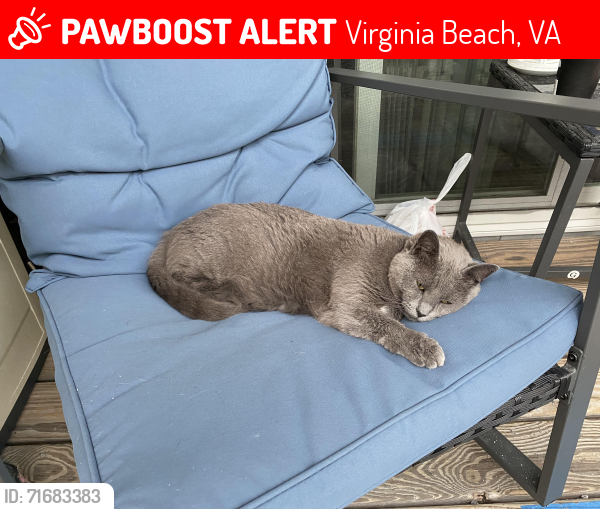 Lost Female Cat last seen Green Run neighborhood , Virginia Beach, VA 23453