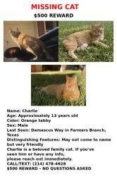 Lost Male Cat last seen Damascus way and webb chappel, Farmers Branch, TX 75234