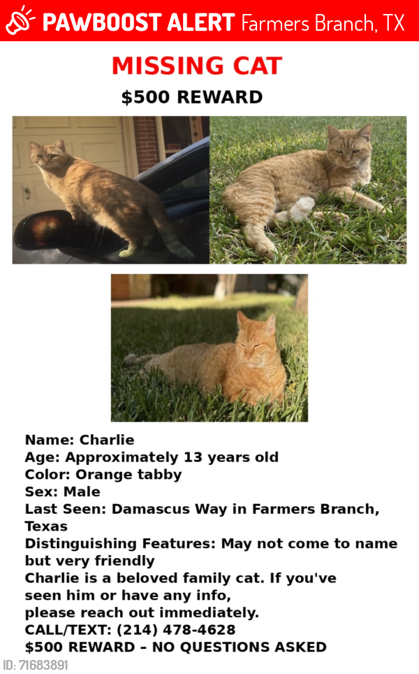 Lost Male Cat last seen Damascus way and webb chappel, Farmers Branch, TX 75234