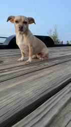 Lost Female Dog last seen 80th Street West and Holiday Ave, Rosamond, CA 93560