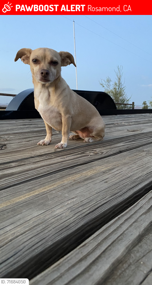 Lost Female Dog last seen 80th Street West and Holiday Ave, Rosamond, CA 93560