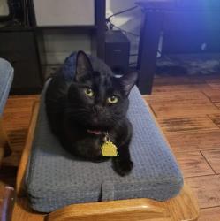 Lost Female Cat last seen Bellaire Blvd and S Valley Pkwy, Lewisville, TX 75067